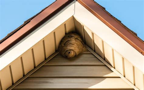 Wasp Nest Removal Abc Humane Wildlife Control And Prevention