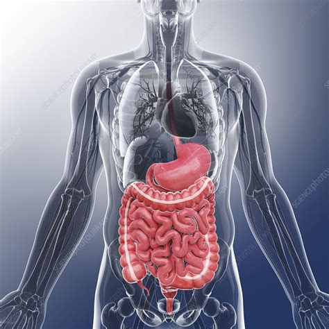 Human Digestive System Artwork Stock Image F0087695 Science