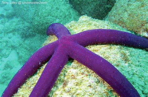 Critter Pe‘a The Purple Velvet Sea Star A Rare Find The Garden Island