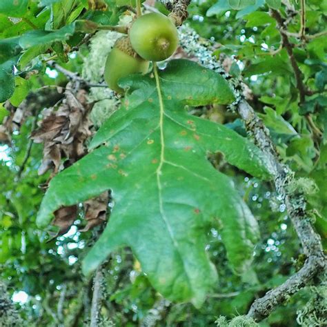 Quercus Garryana Oregon White Oak Garry Oak 10000 Things Of The