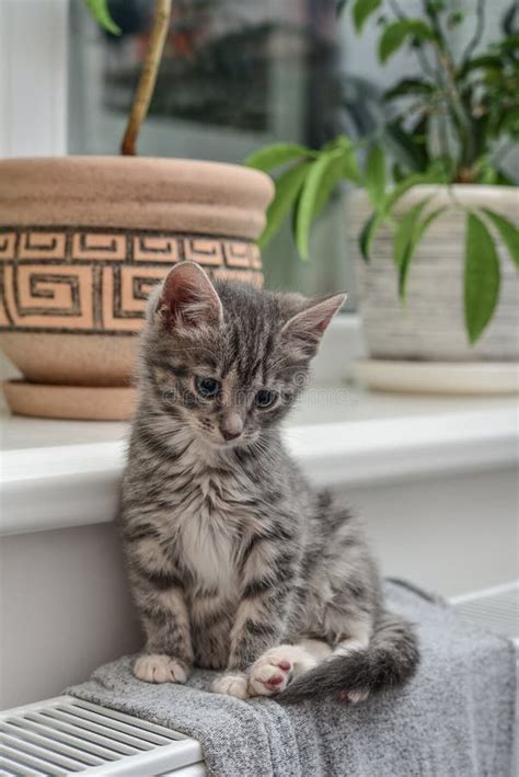 Cute Little Grey Kitten Stock Photo Image Of Multi 104212728
