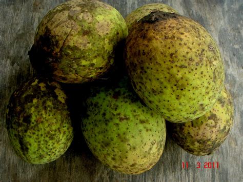 Mangifera Foetida Lour Jeniang Kedah Malaysia Mangifer Flickr