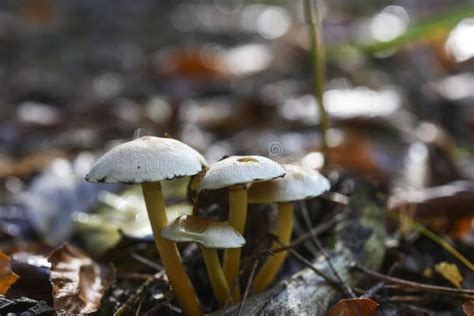 Non Edible Mushrooms Growing In The Forest During Autumn Stock Photo