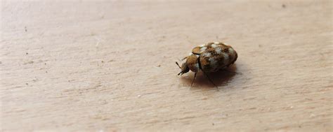 Pest control oklahoma city, best pest elpasobugs. Carpet Beetles | Town and Country Pest Solutions Inc.