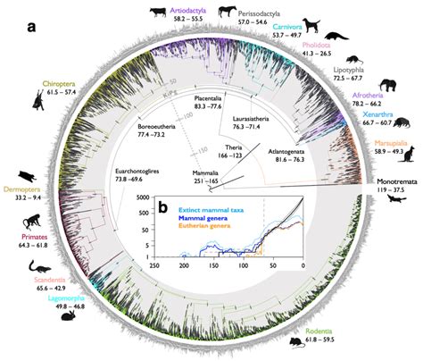 Study Offers New Insights Into The Timeline Of Mammal Evolution Srukceru