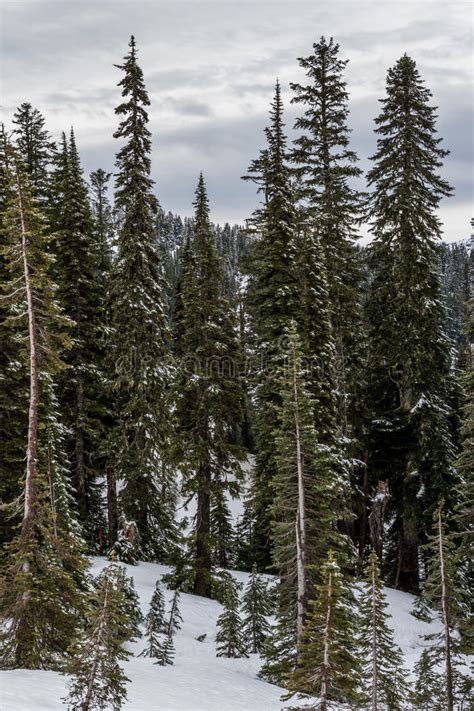 Mt Rainier Grand Evergreen Trees Stock Photos Free And Royalty Free