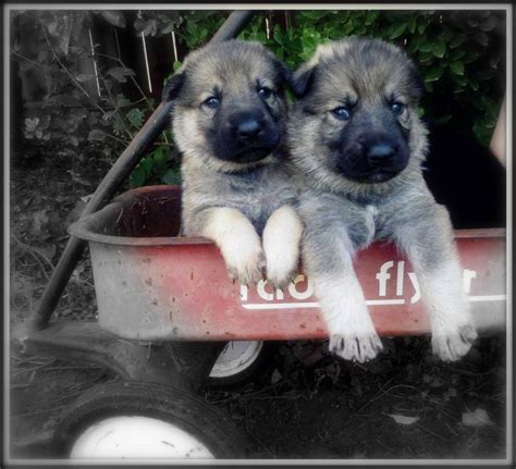 Cute Silver Sable German Shepherd Puppies The Website For These