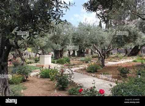 Gardens Of Gethsemane In Jerusalem Stock Photo Alamy