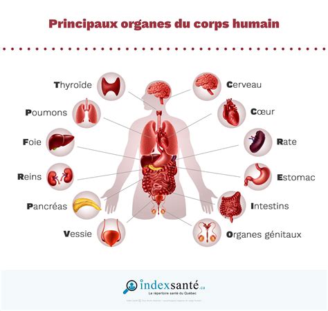 Les principaux organes du corps humain Index Santé Medical school