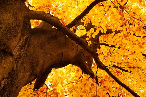 Yellow Leaves On A Tree In Autumn Full Hd Wallpaper And Background