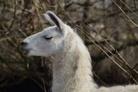 Free Images Wildlife Livestock Fauna Mountain Goat Llama Alpaca