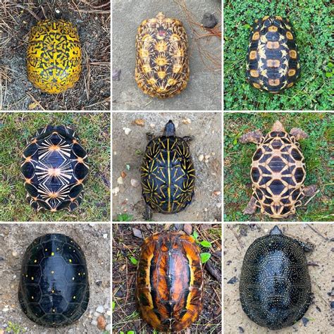 Turtle Shell Patterns