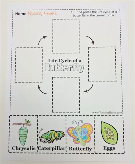 Life Cycle Of A Butterfly Cut And Paste Raising Hooks