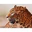 Persian Leopard Insurance Coverage Renewed  Financial Tribune
