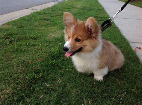Lancaster puppies has a rowdy of cardigan welsh corgis, corgi puppies, and welsh corgi puppies. 28 best Corgis in Fluffy & Glamour Coats! images on Pinterest