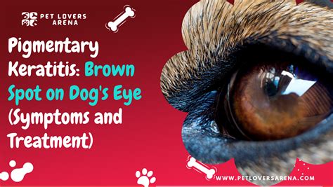 Pigmentary Keratitis Brown Spot On Dogs Eye What To Do Now