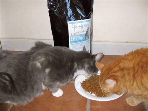As obligate carnivores, cats only require a very small our runner up pick: Grain-Free and Low-Carb Dry Food Brands for Cats