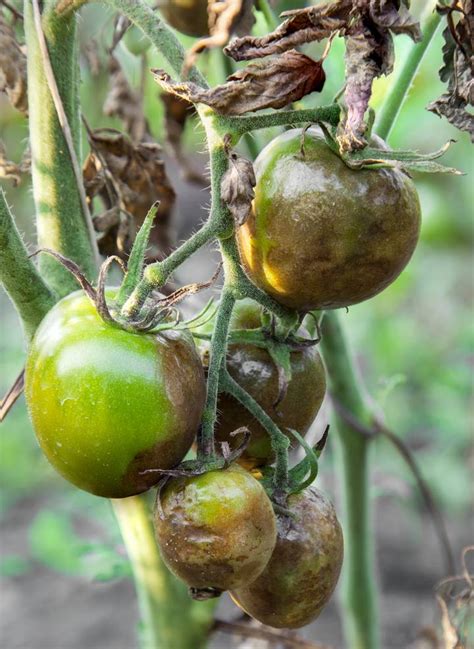 Tomato Troubles And Diseases Causes And Cures