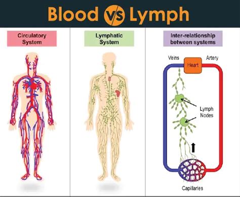 The Difference Between Blood And Lymph 24 Hours Of Biology