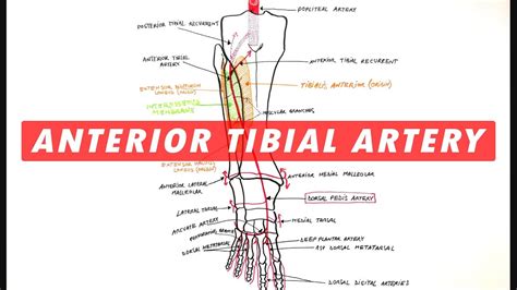 Anterior Tibial And Dorsalis Pedis Arteries Branches Anatomy Tutorial