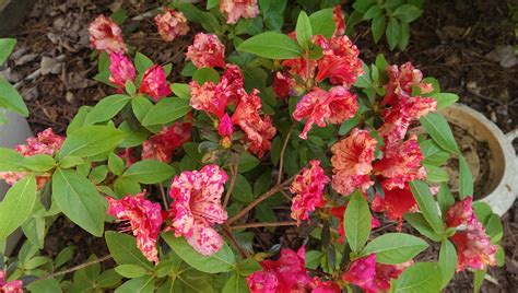 Rose leaf blight is produced by the fungus diplocarpon rosae. Ovulina Petal Blight (White Spots on Flowers) - Infecting ...