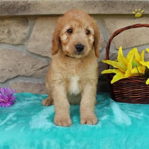 The labrador retriever also loves vigorous exercise including swimming. Murphy - Mini Labradoodle Puppy for Sale in Bird-in-hand ...