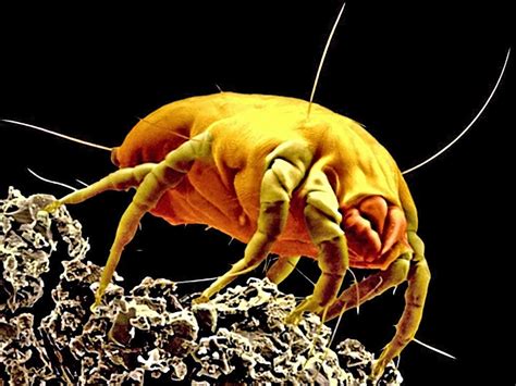 Dust Mites The Little Mite With A Big Appetite Bedguard