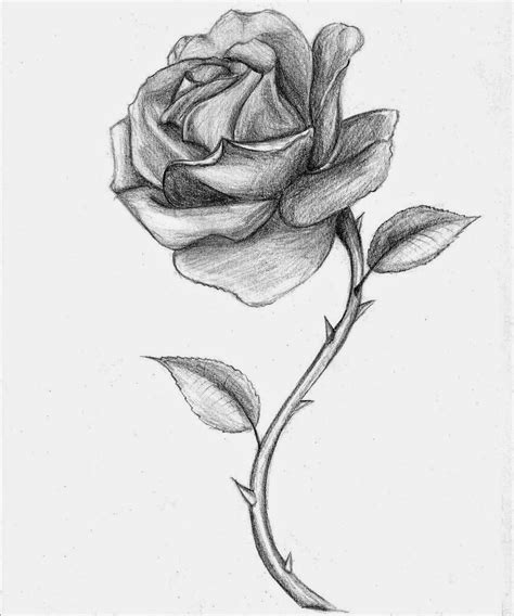 Rose Drawing ~ The All Image gambar png