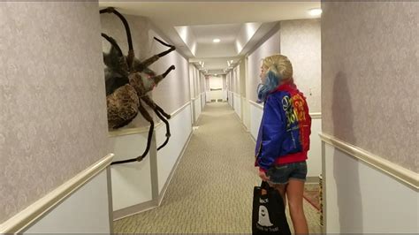 Worlds Largest Spider Ever Large Spiders Worlds Largest Large