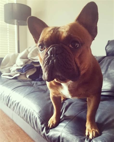 To learn more about each adoptable dog, click on the i icon for some fast facts, or click on their name or photo for full details. #dogsofinstagram #frenchiesforlife #frenchie # ...