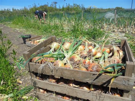 Bosavern Community Farm Harvesting Overwintering Onions