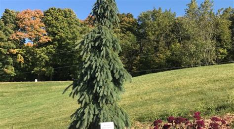 Weeping White Spruce Knechts Nurseries And Landscaping