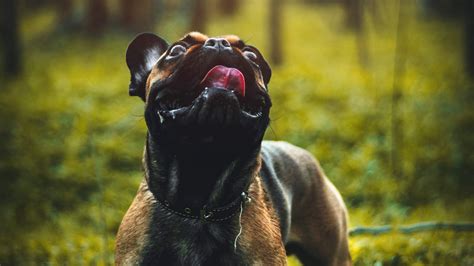 Retriever Dog Pet Protruding Tongue 4k Hd Wallpaper