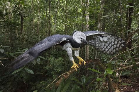 Questa settimana abbiamo fatto un focus su alcune specie che rischiano di sparire. Amazonia - la critique du film
