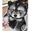 16 Of The Cutest Puppies World Has To Offer – PawMyGosh