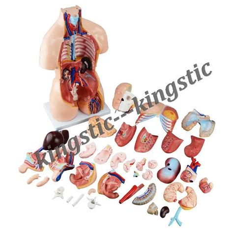 85cm Bisexual Torso 40 Partshuman Anatomy Model Buy Human Body Parts