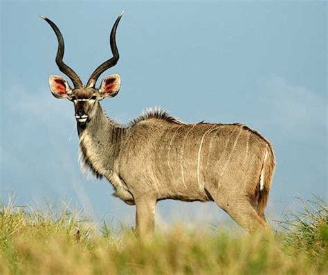 Kudu Animal Wildlife