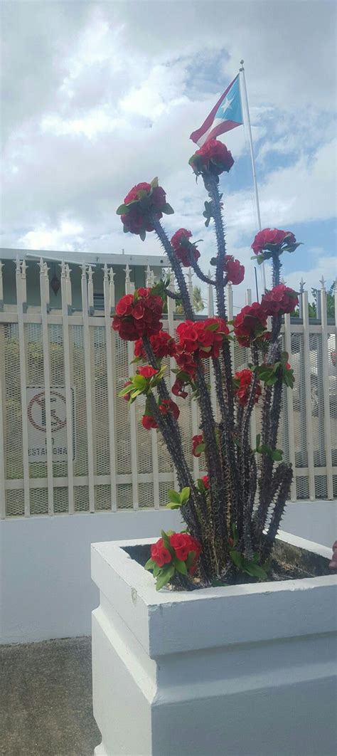 Corona de cristo (euphorbia milii). Corona de Cristo! (With images) | Puerto rico, Puerto, Plants