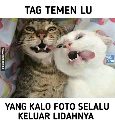 Check spelling or type a new query. Kucing | Kucing, Meme, Tag