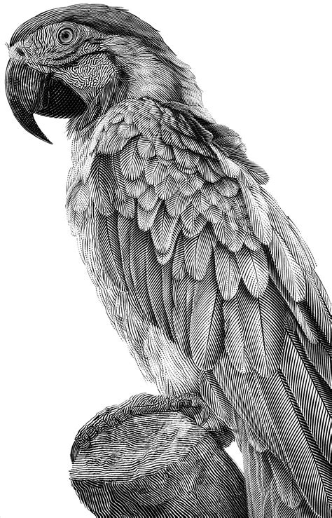 Haixin Zhou on Behance | Animal illustration art, Parrots art, Pencil