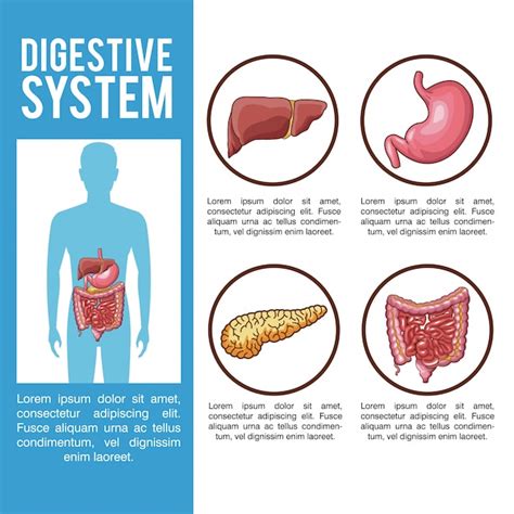 Digestive System Human Body Vector Infographics Vetor Stock Livre De