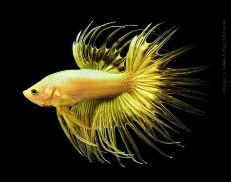 This gallery of photos features different colors. Woops! Betta Food Dumped into Fish Tank - Fish Care
