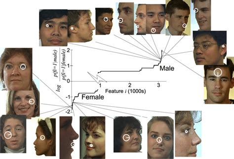 Visual Cues Indicative Of Face Sex In The Form Of Scale Invariant Download Scientific Diagram