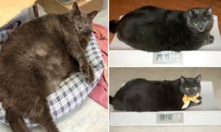 The Incredible Shrinking Kitty Tinys Transformation From Fat Cat To