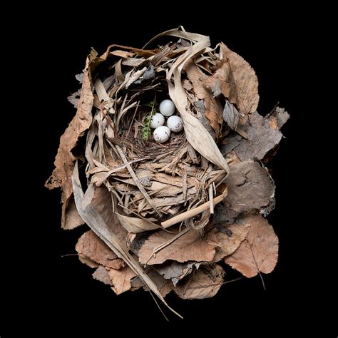 Beautifully Preserved Bird Nests From The 20th Century