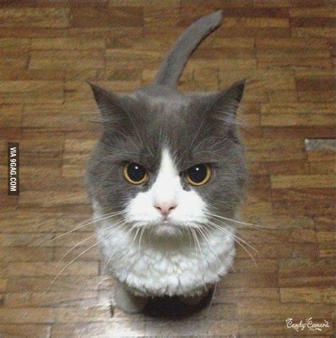 Angry Kitten 9gag