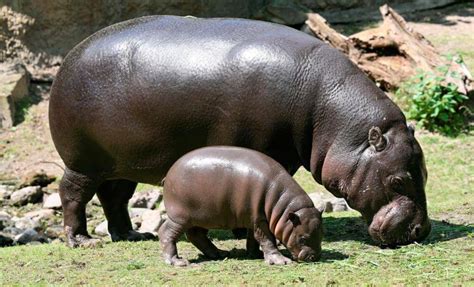 Los Hipopótamos Llegan A Loro Parque