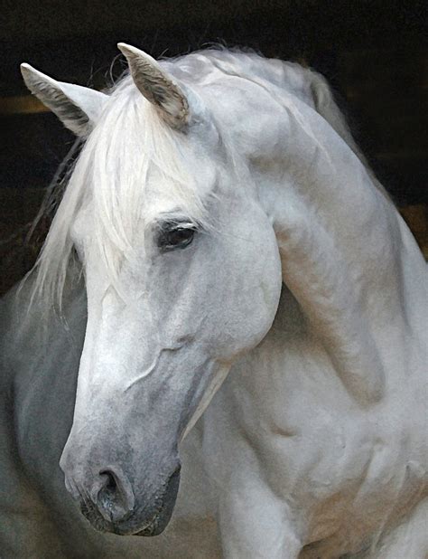 horses heads | andalusian horse head | Horses, Horse face, Horse breeds