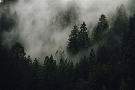 Foggy Trees Wallpaper