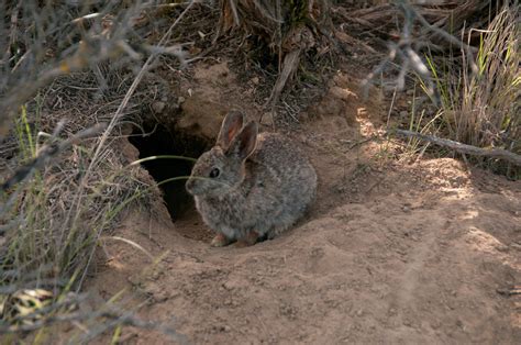 T Of Land Will Aid Pygmy Rabbit Recovery — The Nature Conservancy In